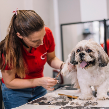 Besuch im Hundesalon, Hundehaare schneiden