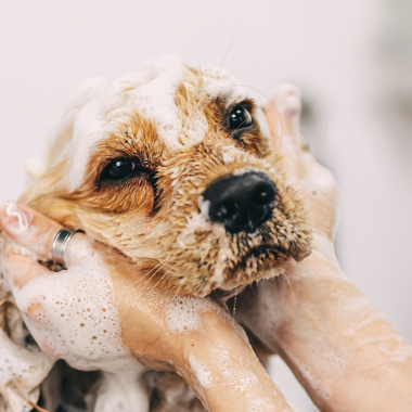 Hund wird mit Shampoo gewaschen und verwöhnt in einem Hundesalon