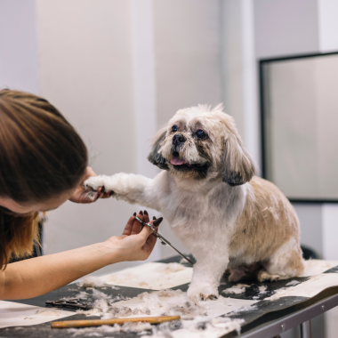 Hundesalon, Hunde haarschnitt